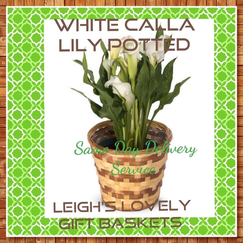 White Calla LIly Potted Plant  Arranged and delivered by a network florist Hearty Calla Lily Plant with brilliant white petals arrives in a six inch diameter basket and is perfect for any occasion.  Same Day Delivery Service available Monday- Friday. Order before 10 am EST. 