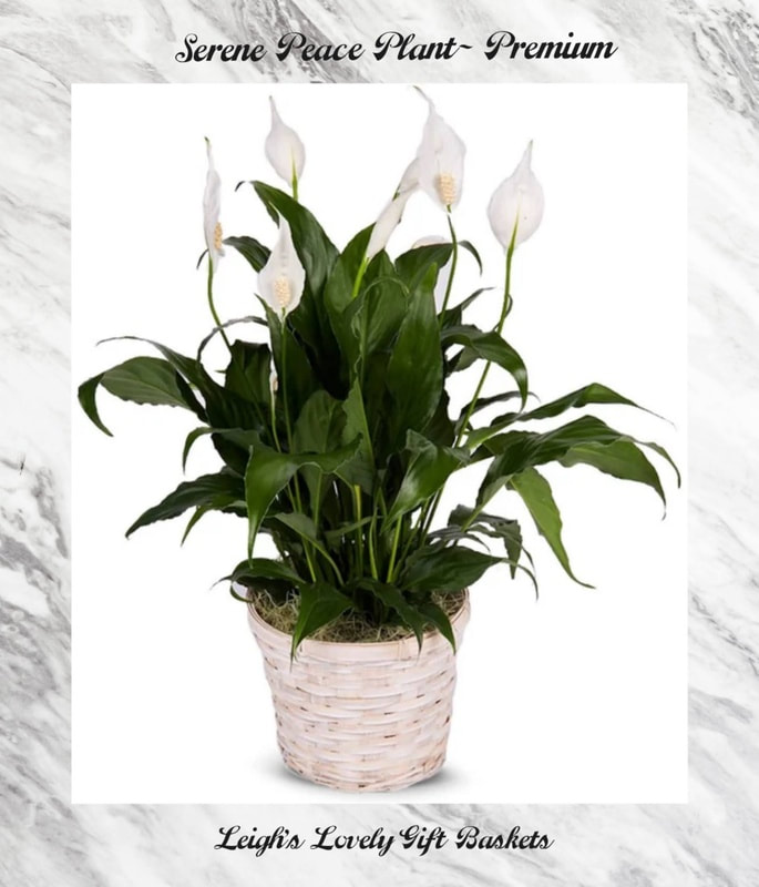 Serene Peace Plant- Premium

Send a stunning peace lily in a white woven basket to your friend, love one, co-worker, or neighbor today! This charming blooming plant is a classic sympathy gift. It can also be sent as a beautiful decoration to bless a new home or new beginning. The Peace Lily is a wonderful symbol of calm and balance, that is sure to bring a smile to their face.

Includes:
• Peace Lily Plant
• 6 Inch Diameter White Basket
• Stands Approximately 18 - 22" Tall
• Personal Card Message