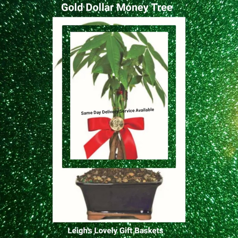 Gold Dollar Money Tree with braided trunk is symbolic of fortune, affluence, and perfect as a housewarming, congratulations, or I'm thinking of you gift!  Easy care with plenty of indirect light and infrequent but deep watering. when the soil is half dry. Water heavily until water is running from the drainage holes. Money Tree is 10-14 inches tall,  arrives in a ceramic planter, trimmed with a gold coin and ribbon bow. A Personal Card Message is also available. 