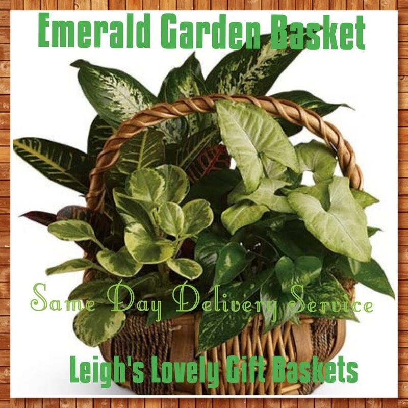 Emerald Garden Basket is arranged and delivered by a network florist.  Emerald Garden Basket with Same Day Delivery Service available.  Assorted of potted houseplants presented in a handled basket is perfect for freshening up your home or office. Great gift idea for Men.  Same Day Delivery is available Monday - Friday. Order before 10 am EST. 