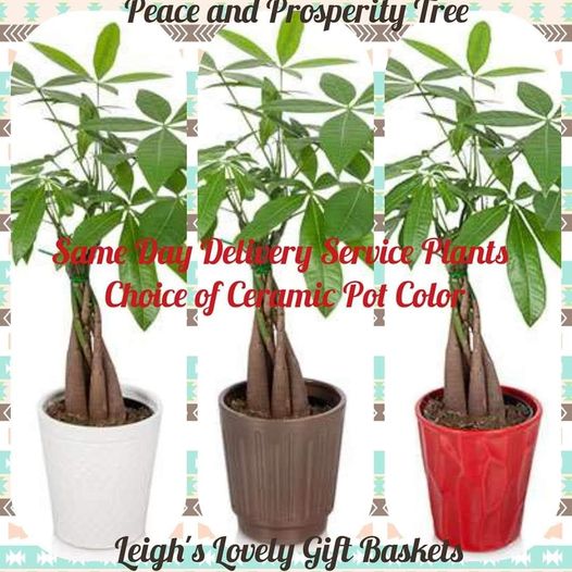 Peace  and Prosperity Tree is arranged and delivered by a network florist. osperity Tree with Same Day Delivery Service available.  Money Tree with braided in a ceramic pot in your choice of white, taupe or red. Same Day Delivery Service available Monday- Friday. Order before 10 am EST. 