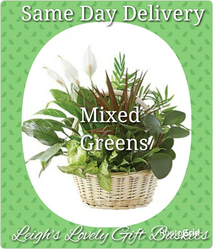 Mixed Greens Dish Garden  is artfully arranged in a white washed woven basket. Florist Arranged and Delivered. Same Day Delivery Service available Monday- Friday. Order before 10 am EST. 
 