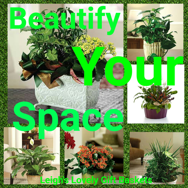 Live, indoor plants for your home or office with Same Day Delivery Service