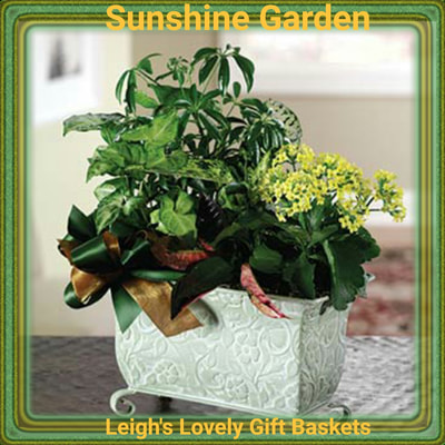 Send the Sunshine Garden to someone special for any occasion! Decorative container is filled with Dieffenbachia, Croton and Kalanchoe plants and trimmed with a beautiful ribbon bow. Same Day Delivery Service available Monday- Friday. Order before 10 am EST. 
 