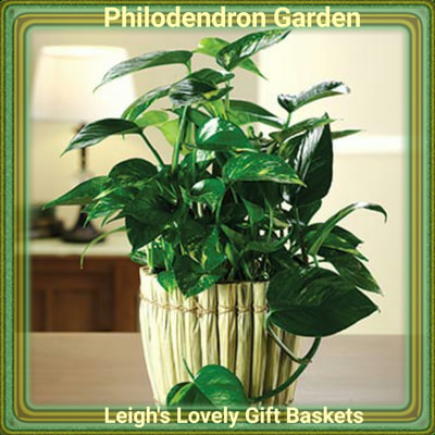 Philodendron Garden with classic bamboo inspired container. Same Day Delivery Service available Monday- Friday. Order before 10 am EST. 
 