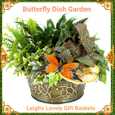 Butterfly Dish Garden is a European Dish Garden arranged in an embossed container and topped with a butterfly accent pick.  Same Day Delivery Service available Monday- Friday. Order before 10 am EST. 
 