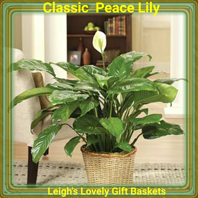 Classic Peace Lily in a keepsake basket is easy to care for.  Same Day Delivery Service available. 
