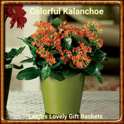 Colorful Kalanchoe plant arranged in a keepsake planter. Same Day Delivery Service available. 
