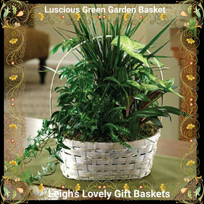 Luscious Green Garden Basket with Dracaena Marginata, 
Fern and Ivy in a white, woven basket with central handle. Same Day Delivery Service available Monday- Friday. Order before 10 am EST. 
 