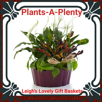 Plants -A- Plenty Dish Garden features a variety of green plants arranged in a purple container.  Same Day Delivery Service available. 
