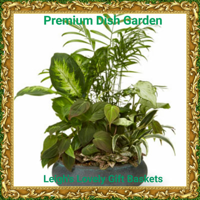 Premium Dish Garden  with easy to care for plants in a keepsake container. Same Day Delivery Service available Monday- Friday. Order before 10 am EST. 
 