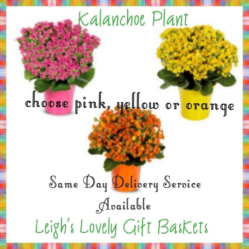 Kalanchoe Plant offers a choice of three colors: pink, yellow or orange with a matching color container . The Kalanchoe plant is easy to care for and is arranged and delivered by a network florist  together by a local florist. Perfect gift idea for Get Well, Housewarming and Mother's Day! Measures 9"H X 9"L.  Same Day Delivery Service available Monday- Friday. Order before 10 am EST. 
 